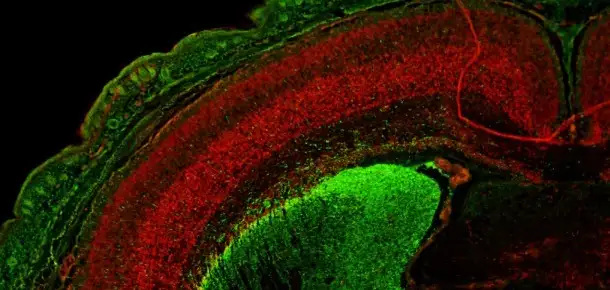 The Universe Within: Exploring Mysteries of the Mind