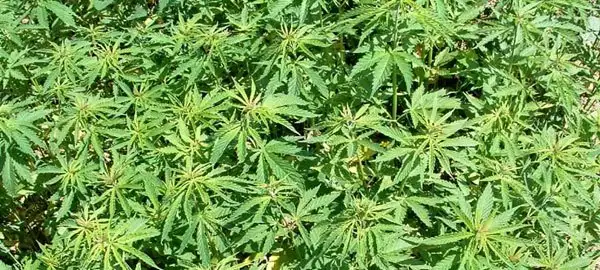 Study shows pot, pregnancy don’t mix