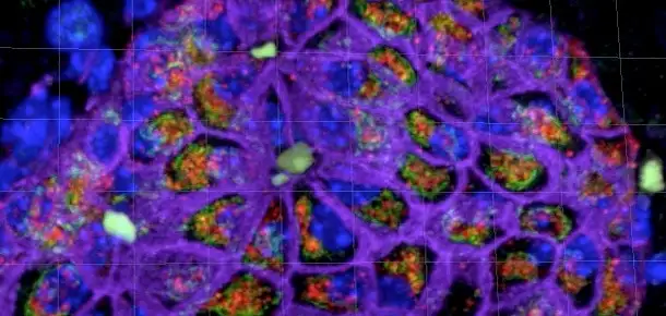 The Universe Within: Tiny Cathedrals