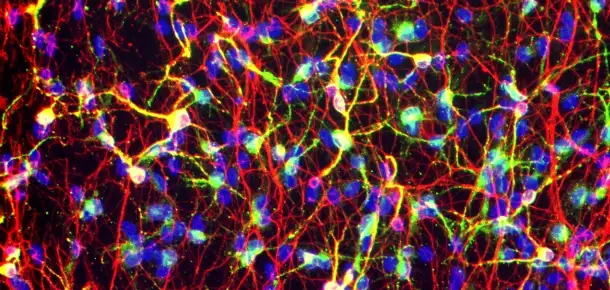 The Universe Within: The Highways of Our Minds