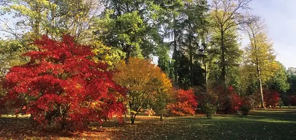 Autumn Leaf Activities | Pin of the Week