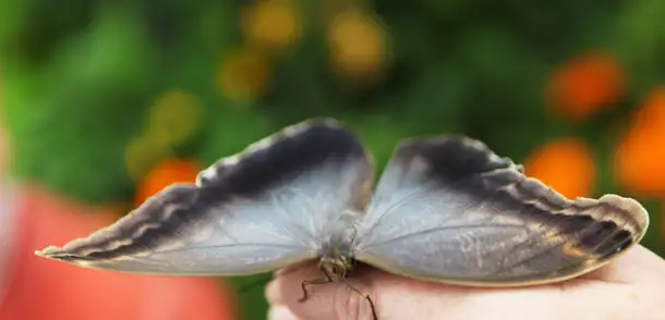 Tackling Your Child’s Fear of the Creepy Crawlies