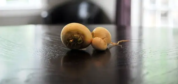 Vegetable Spotlight: Turnips