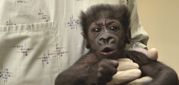 Pediatric Care for Gorilla Babies