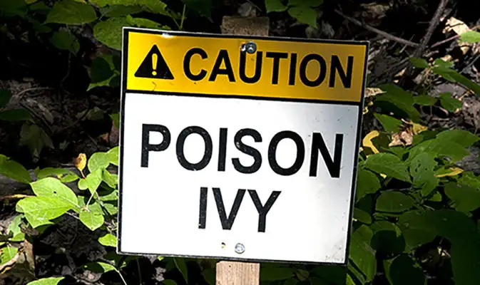 Poison Ivy, Poison Oak and Sumac FAQ