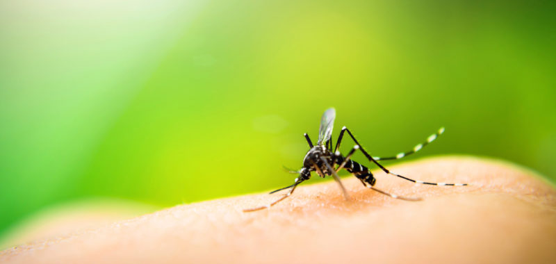 Zika Virus: True or False Quiz