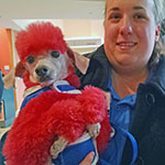 Volunteer Dog - Pink Poodle Stewart _ blog-resize