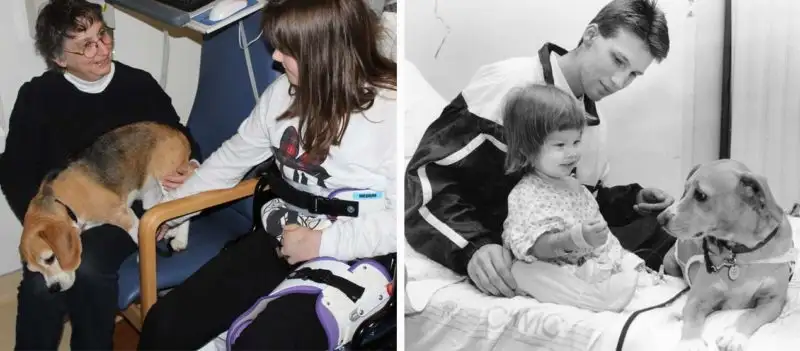 These Paws Paved Way for Animal Assisted Therapy