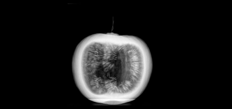 pumpkin-uncut-x-ray