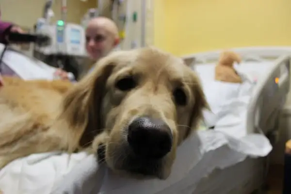 Welcome Chevy, our Newest Facility Dog!