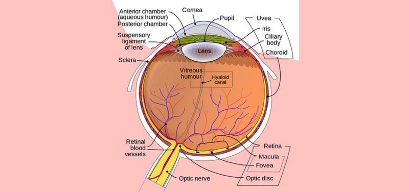 Schematic_diagram_of_the_human_eye_en_svg_915