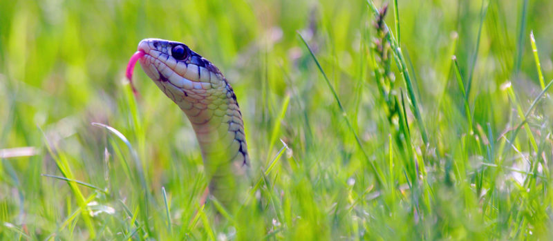 Snake Bites:  How to Prevent and What to Do If Bitten