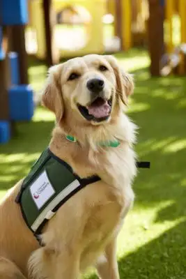 Facility dog Idina