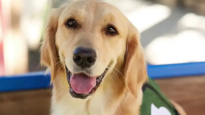 Meet Idina, our third facility dog!