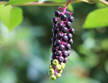 Berries of an American pokeweed plant.