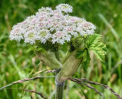 Giant hogweed plant.