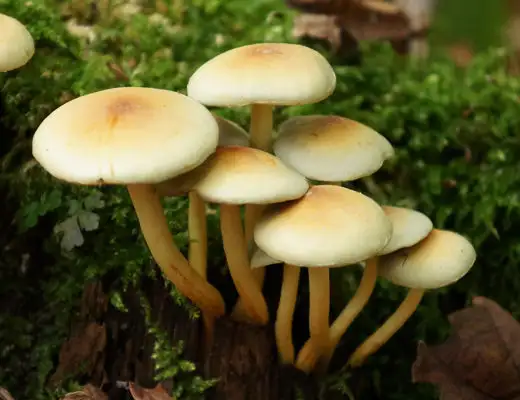 Wild mushrooms.