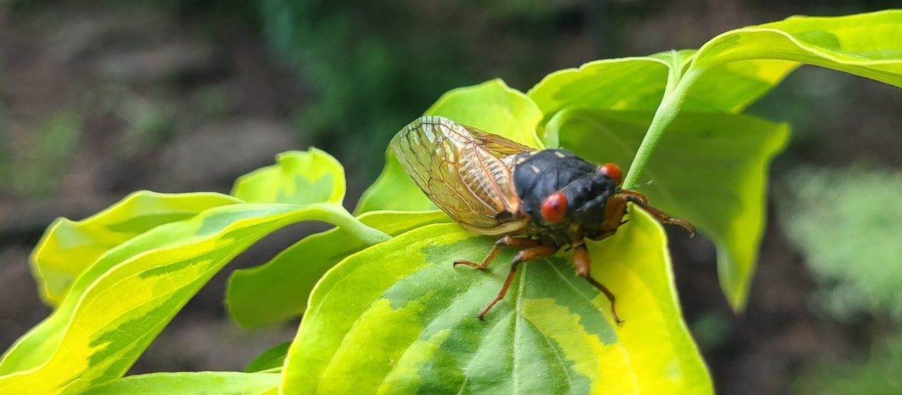 Brood X Has Arrived: How to Help Children With the Cicadas
