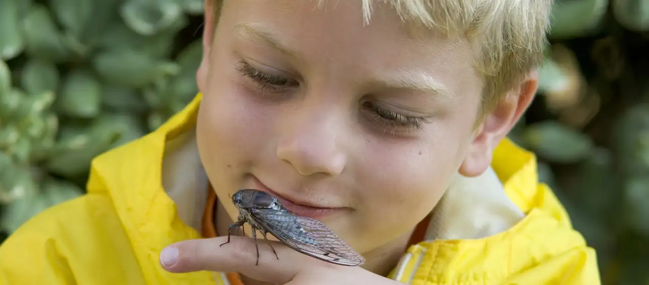 How to Help Children With Cicadas