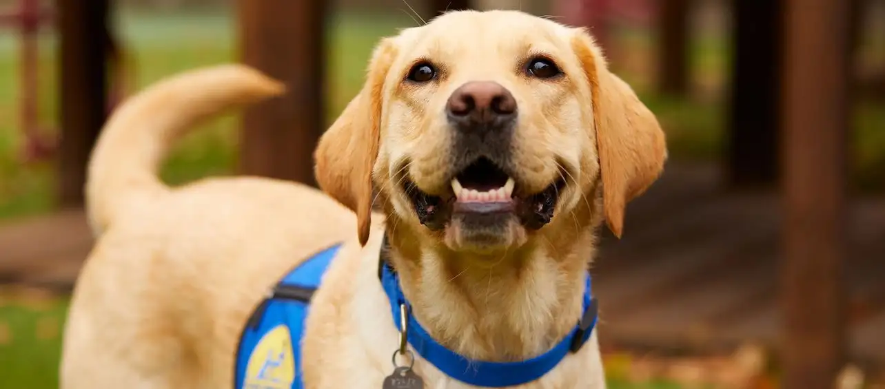 A Day in the Life of a Facility Dog