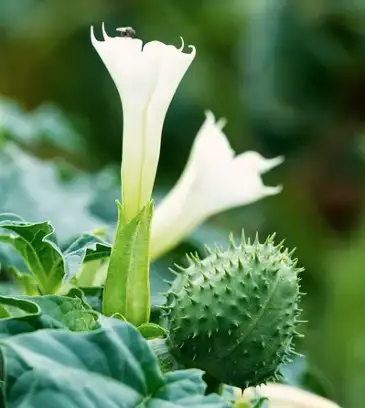 Jimson Weed