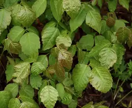 Poison Ivy
