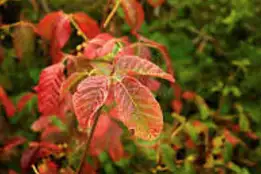 Poison Sumac